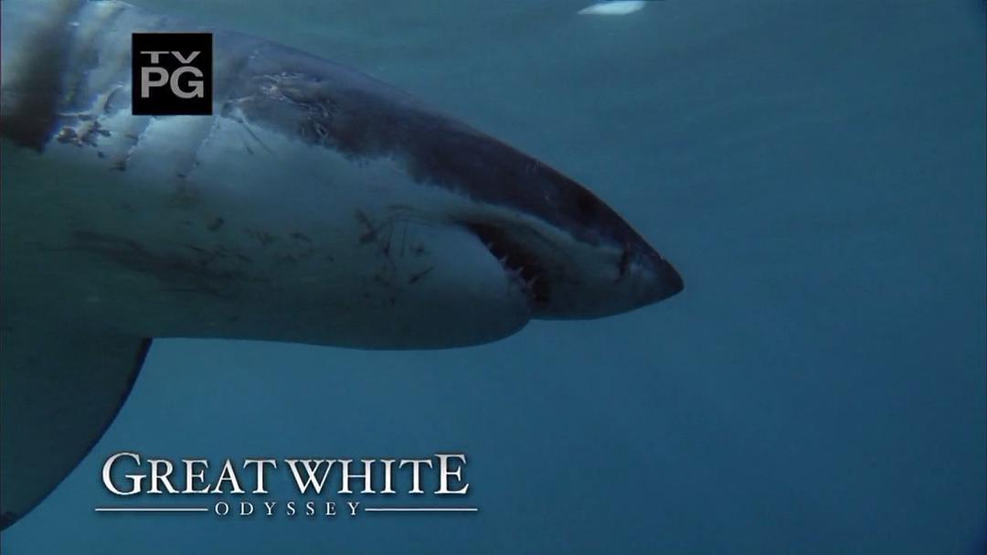 国家地理:大白鲨的长途冒险旅程 剧照3