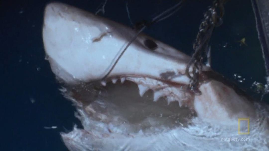 国家地理:大白鲨的长途冒险旅程 剧照5