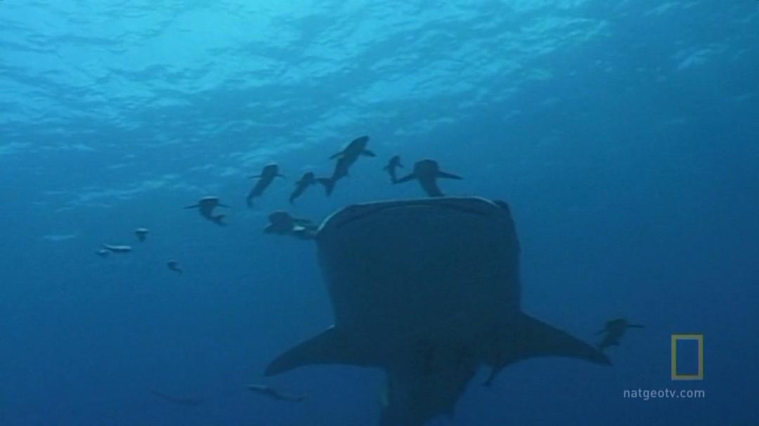 国家地理:大白鲨的长途冒险旅程 剧照8