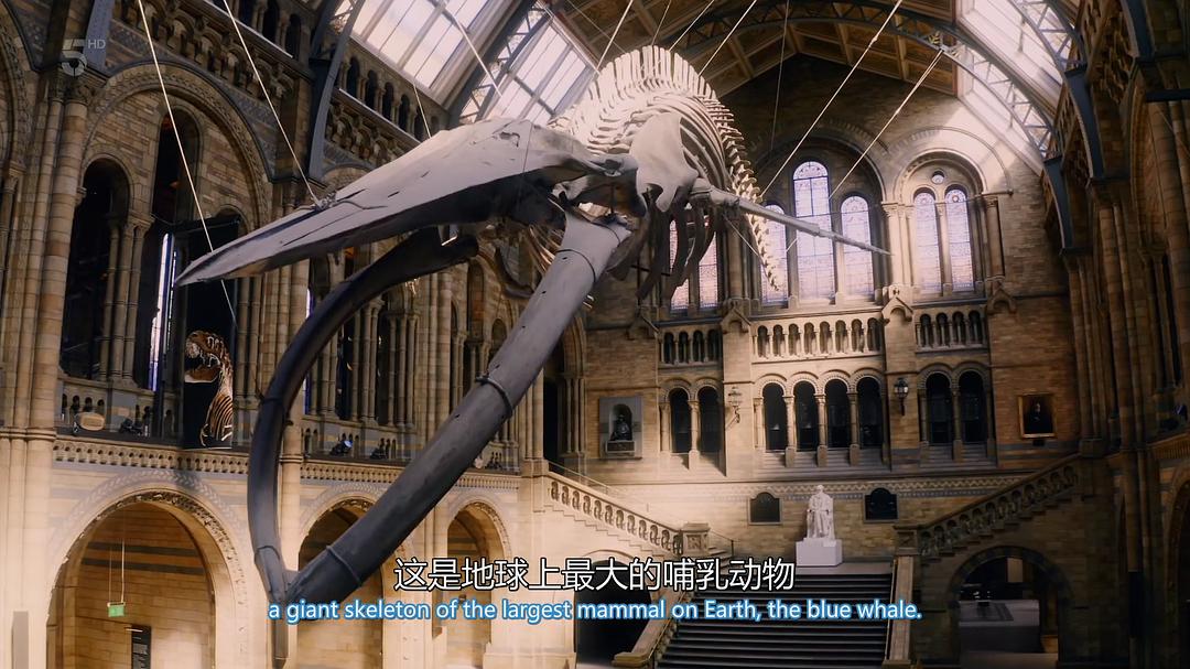 英国自然历史博物馆:神奇世界 第一季 剧照2