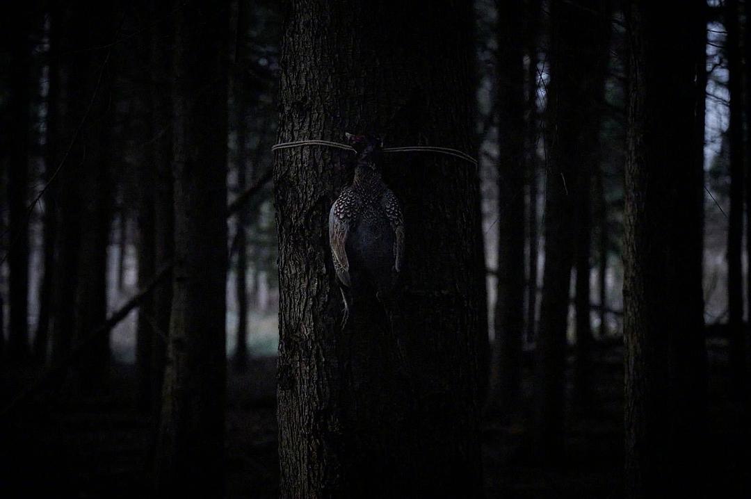 小鹿斑比:清算 剧照1 小鹿斑比:清算 剧照1