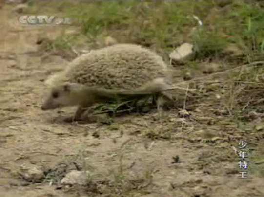 少年特工 剧照1 少年特工 剧照1