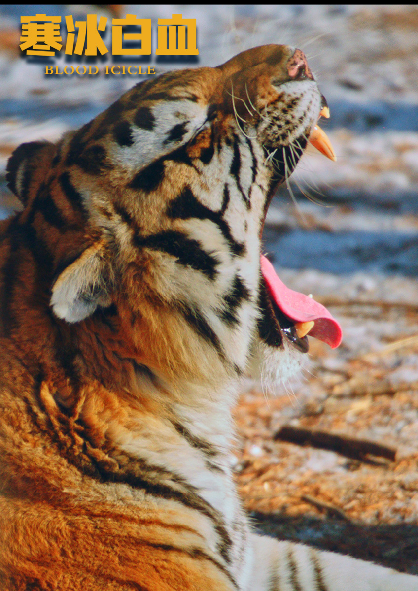 寒冰白血 剧照9 寒冰白血 剧照9