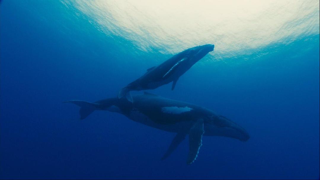 动物星球系列:鲸奇之旅 剧照1