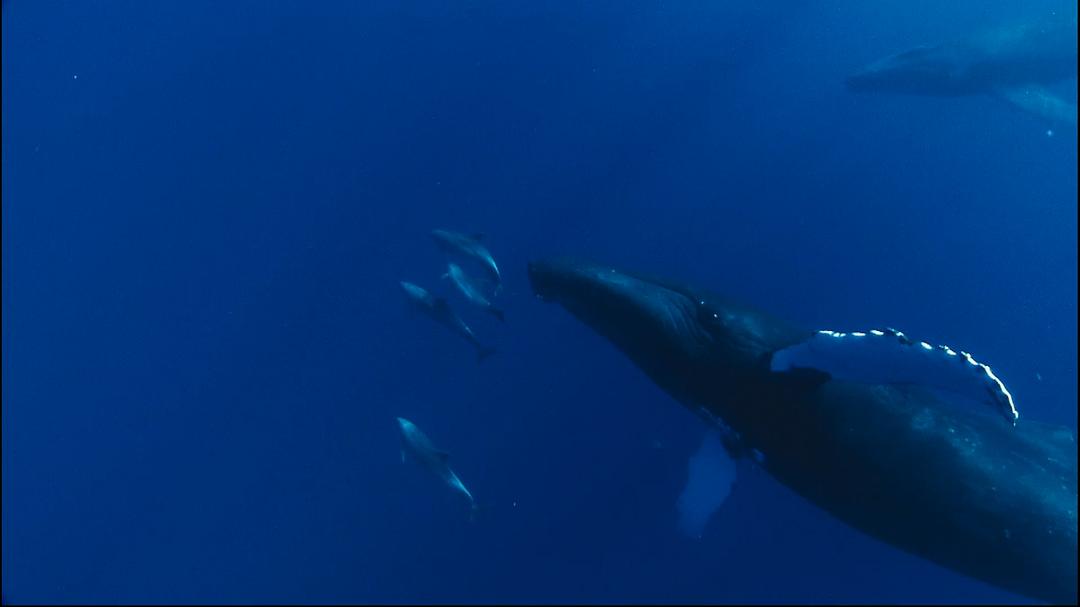 动物星球系列:鲸奇之旅 剧照5