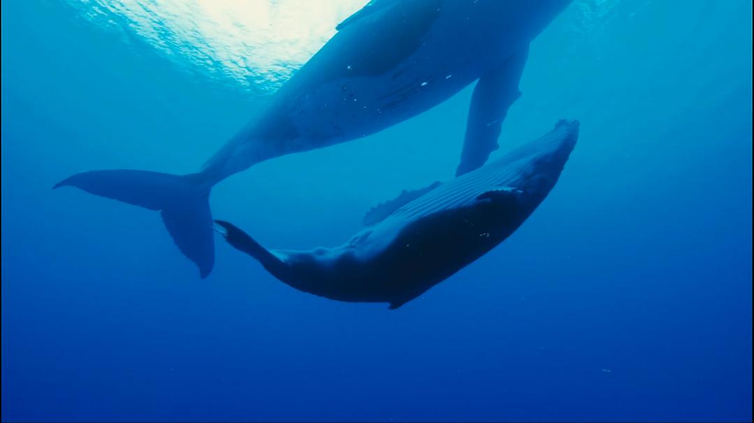 动物星球系列:鲸奇之旅 剧照7
