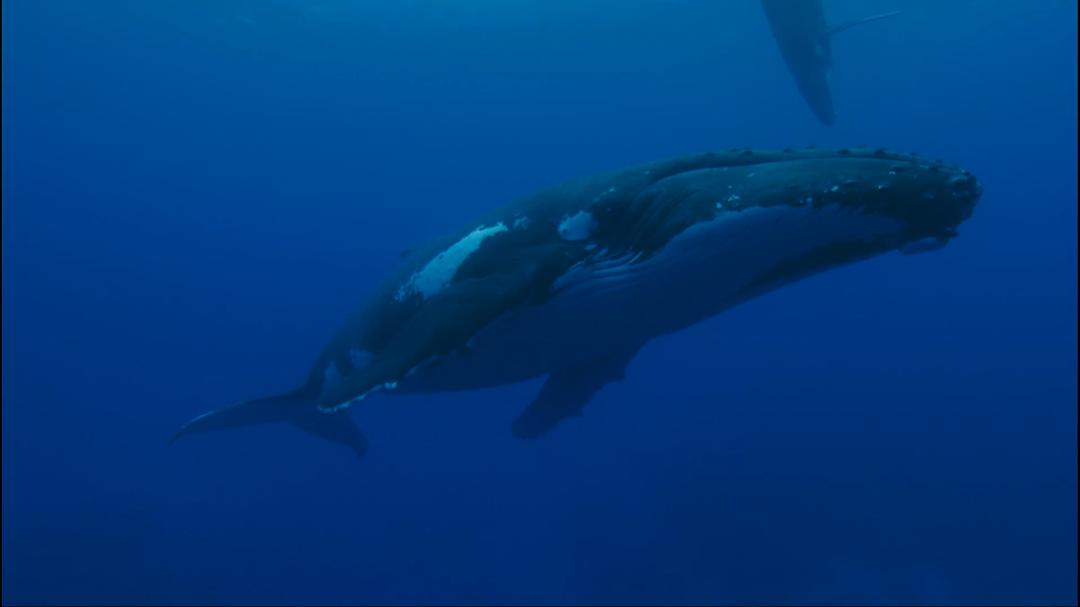 动物星球系列:鲸奇之旅 剧照10