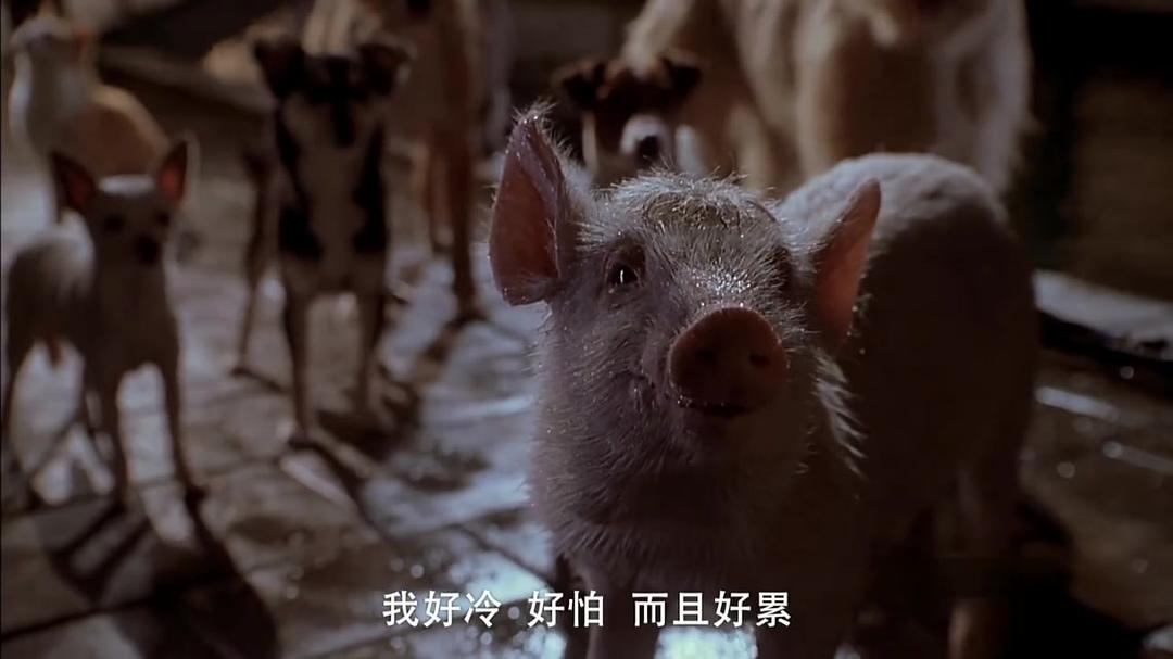 小猪宝贝2:小猪进城 剧照4