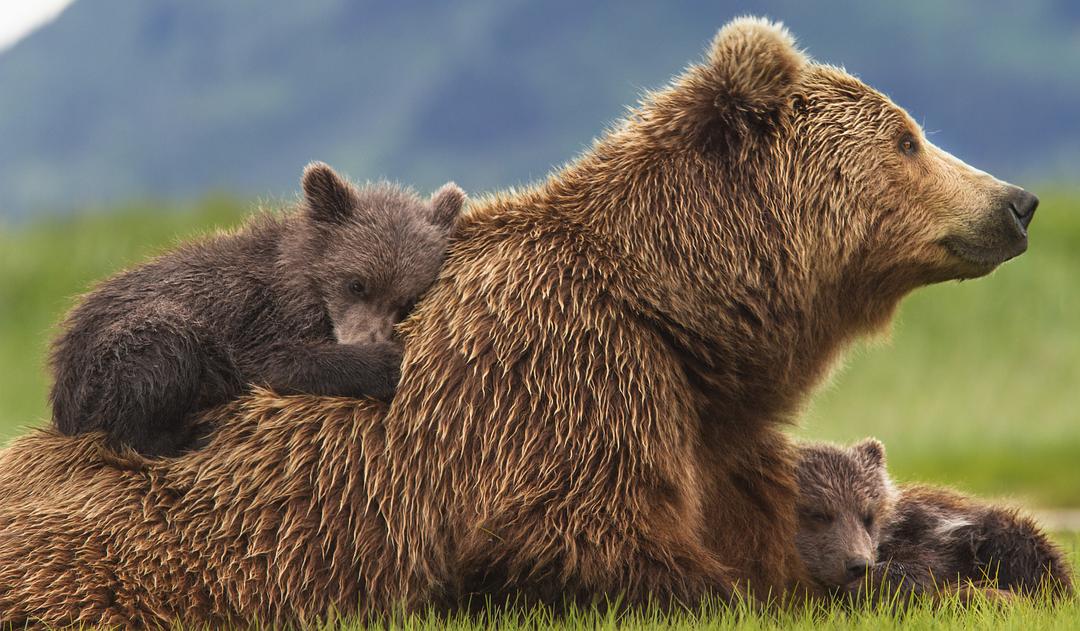 阿拉斯加的棕熊 剧照1