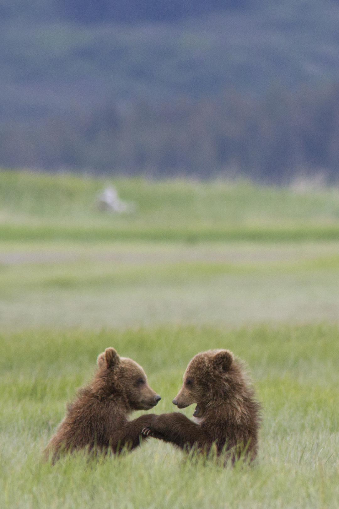 阿拉斯加的棕熊 剧照2