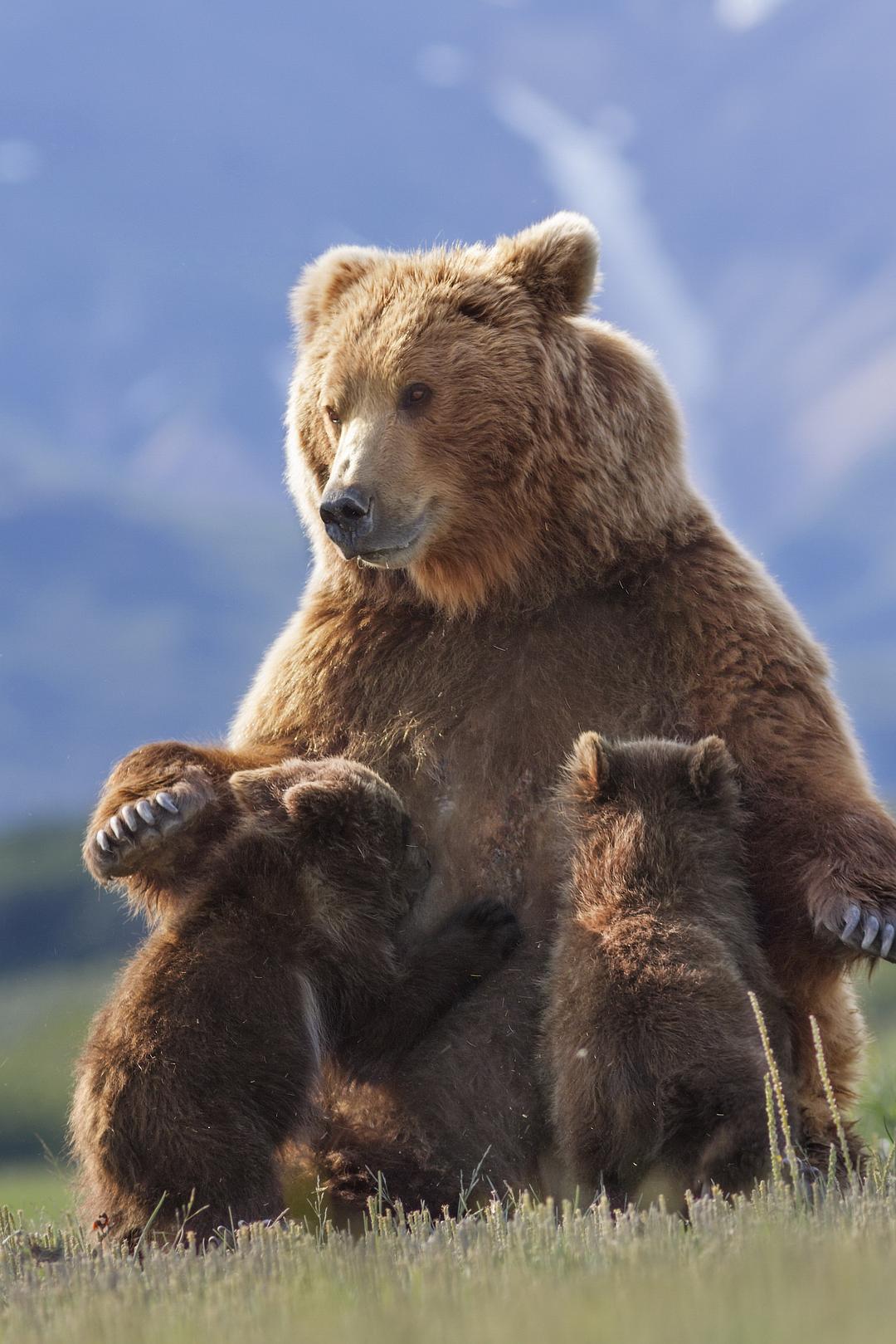 阿拉斯加的棕熊 剧照3