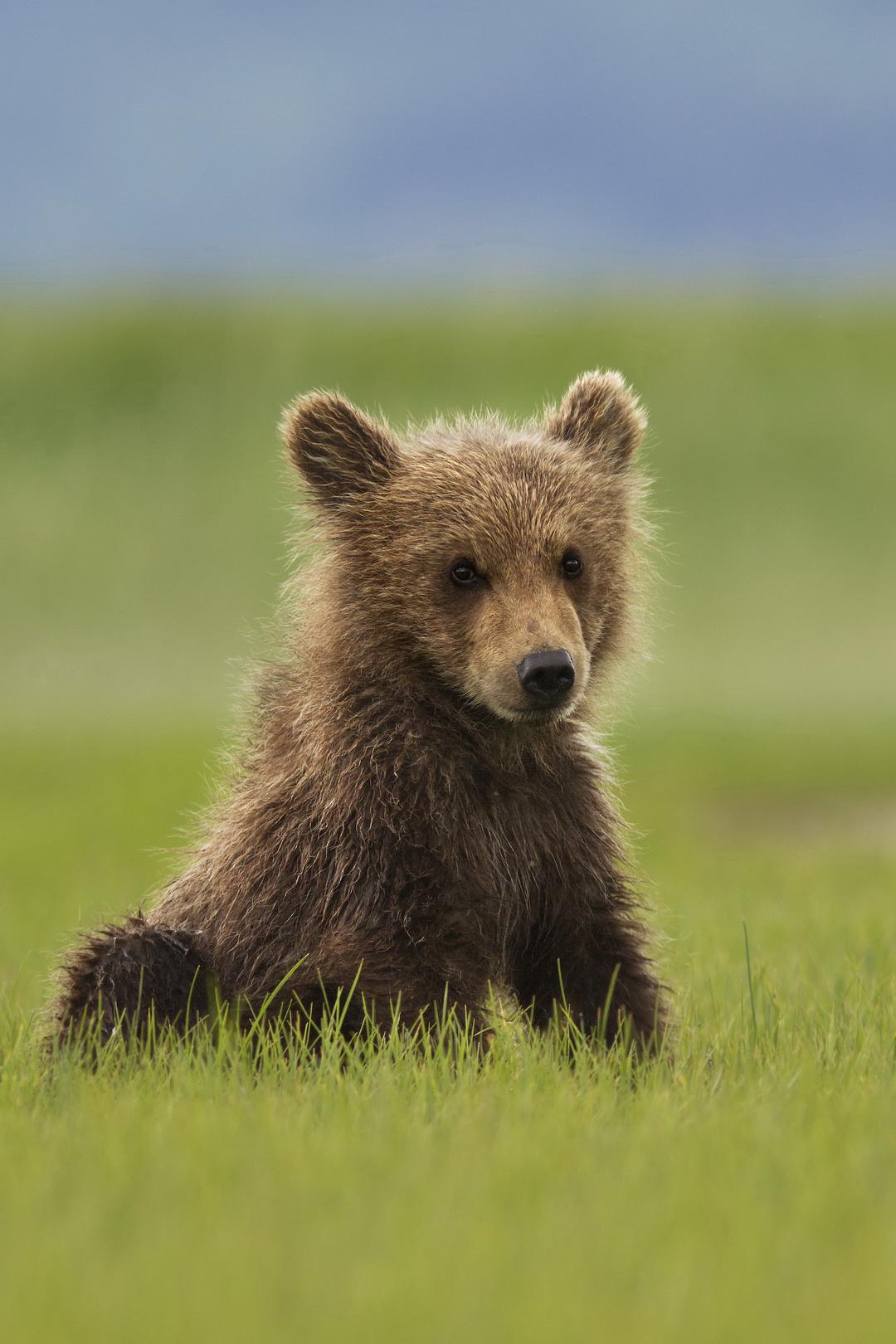 阿拉斯加的棕熊 剧照4