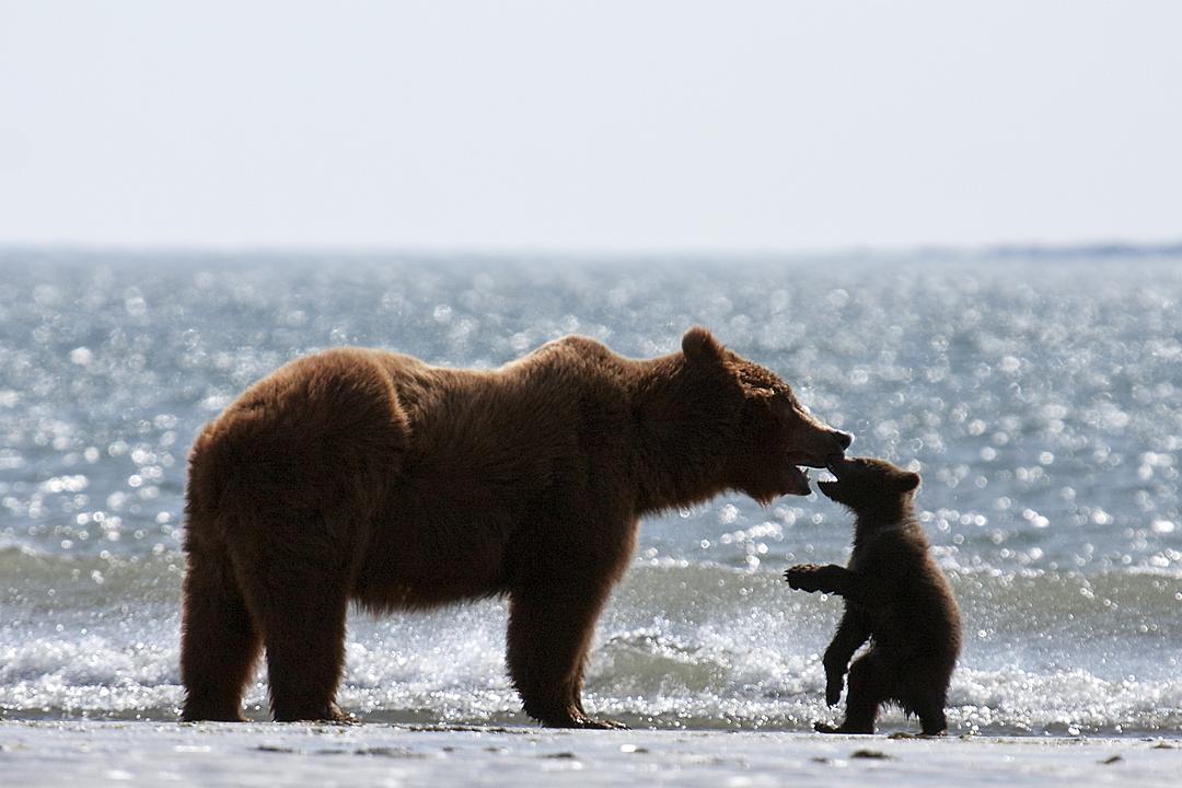阿拉斯加的棕熊 剧照5