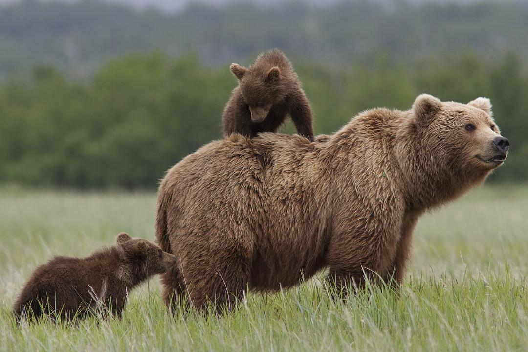 阿拉斯加的棕熊 剧照6