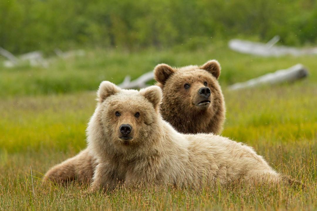 阿拉斯加的棕熊 剧照7