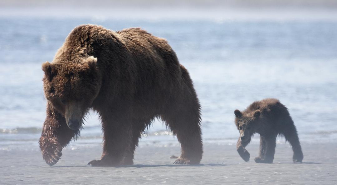 阿拉斯加的棕熊 剧照8