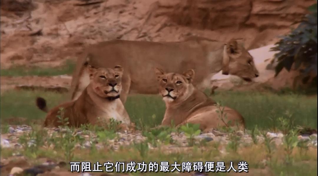 自然世界:沙漠狮 剧照1