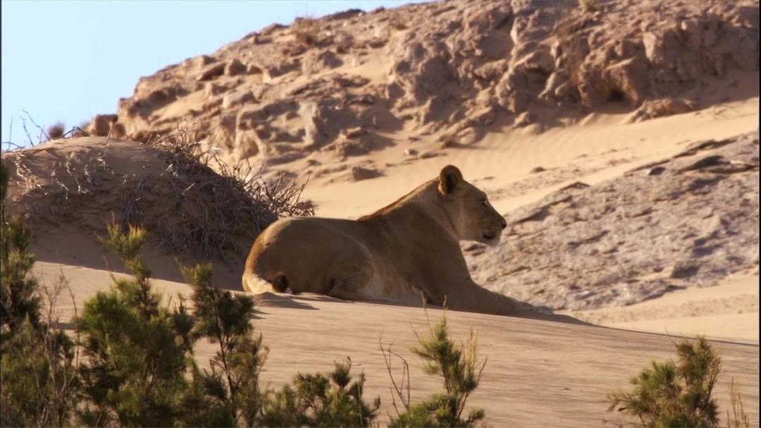 自然世界:沙漠狮 剧照3