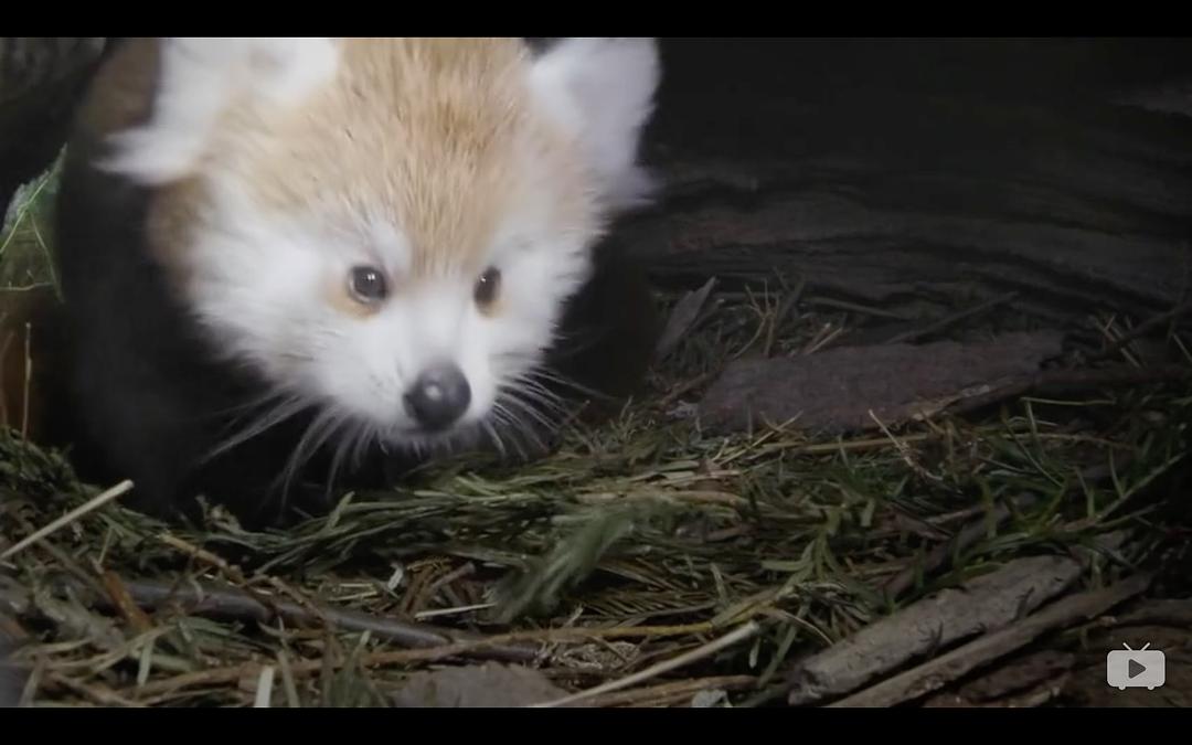 Red Panda:Worlds Cutest Animal 剧照1