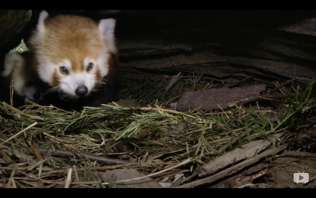 Red Panda:Worlds Cutest Animal 剧照2