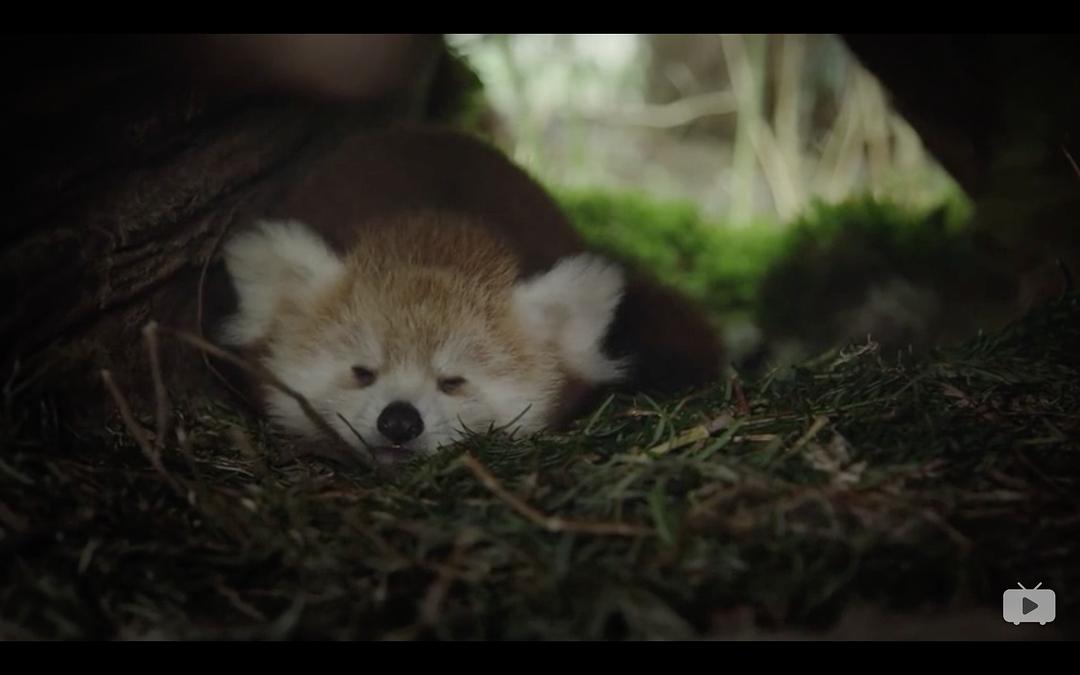 Red Panda:Worlds Cutest Animal 剧照3