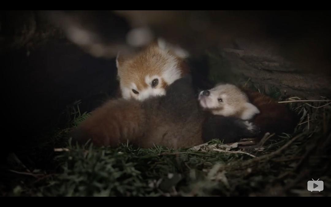 Red Panda:Worlds Cutest Animal 剧照4