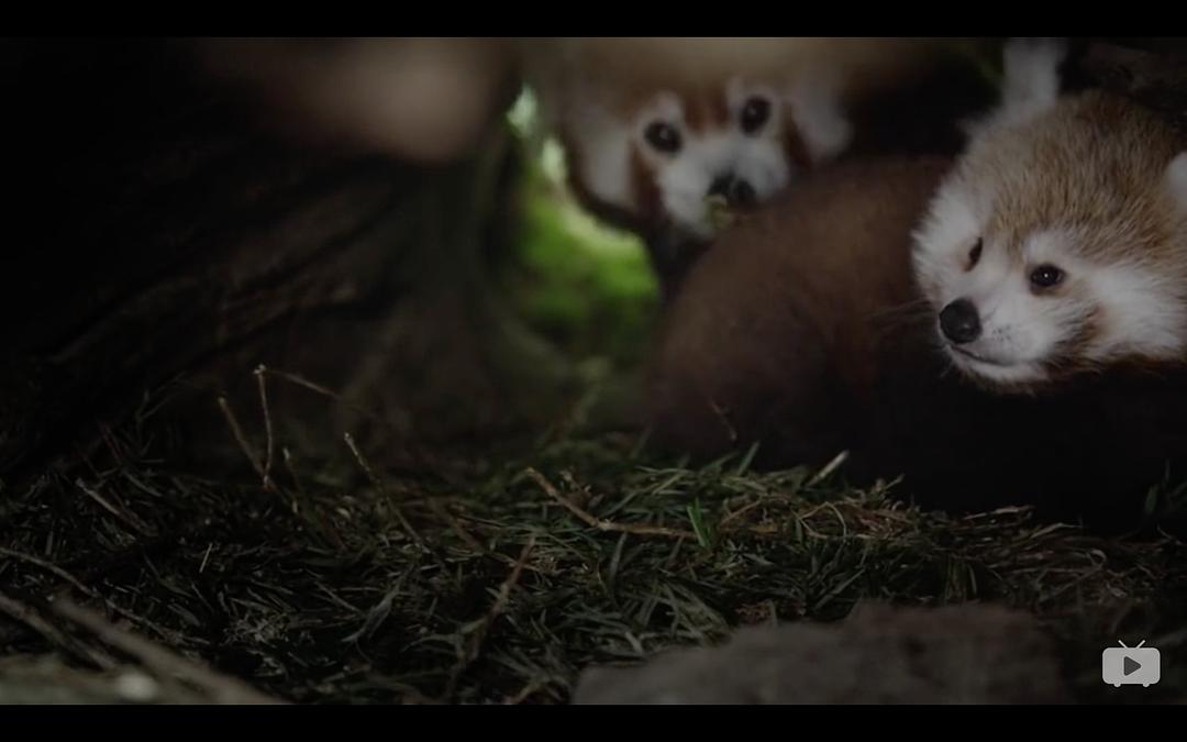 Red Panda:Worlds Cutest Animal 剧照5