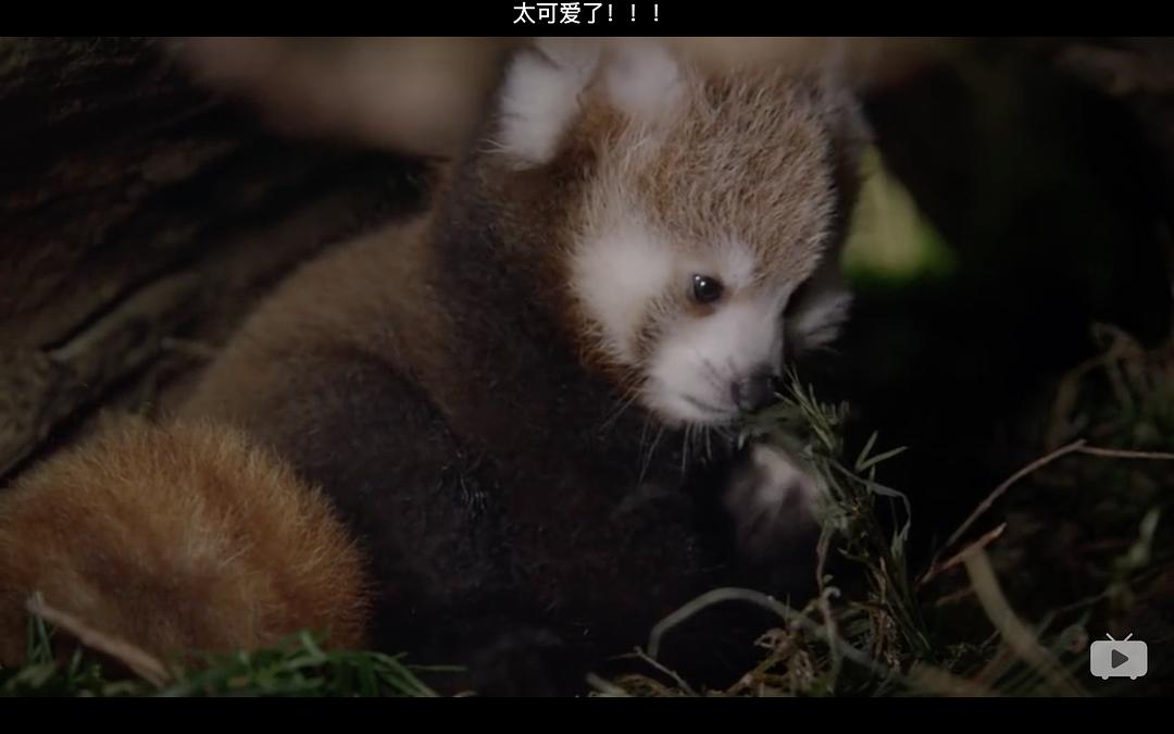 Red Panda:Worlds Cutest Animal 剧照6