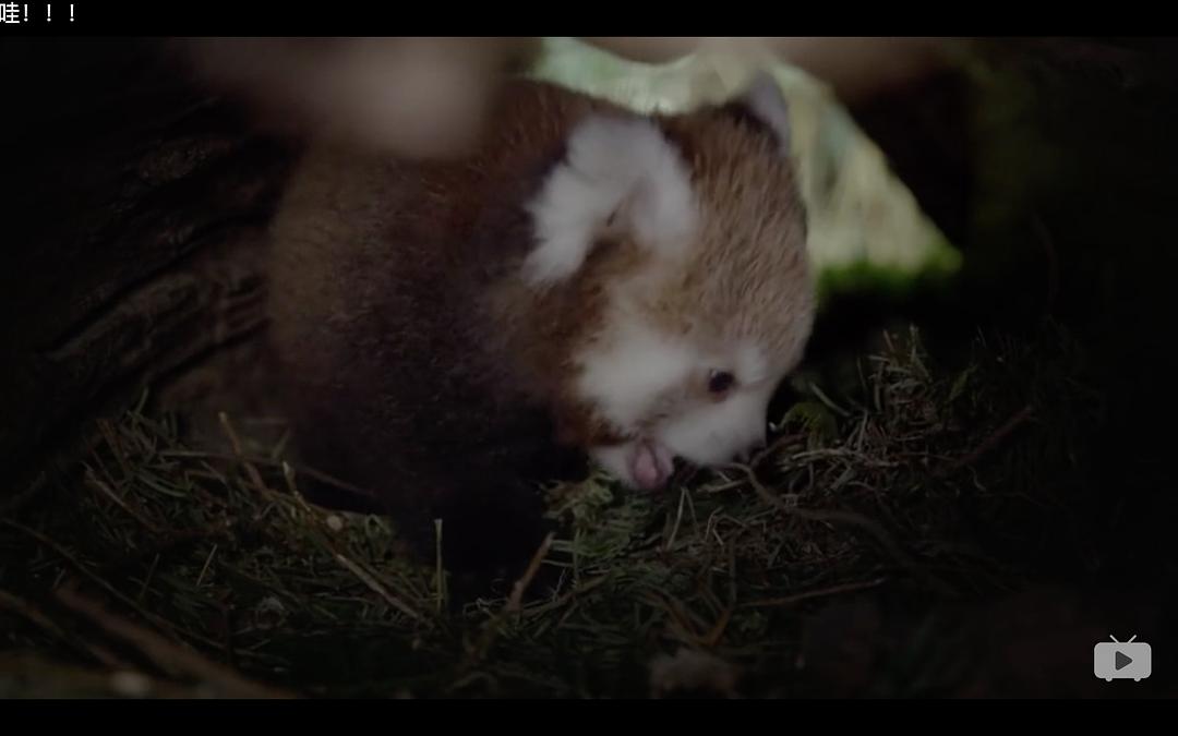 Red Panda:Worlds Cutest Animal 剧照7