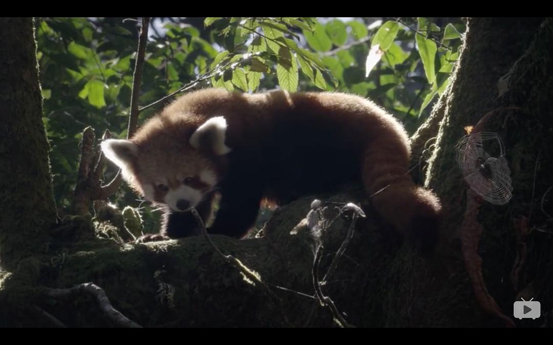 Red Panda:Worlds Cutest Animal 剧照8