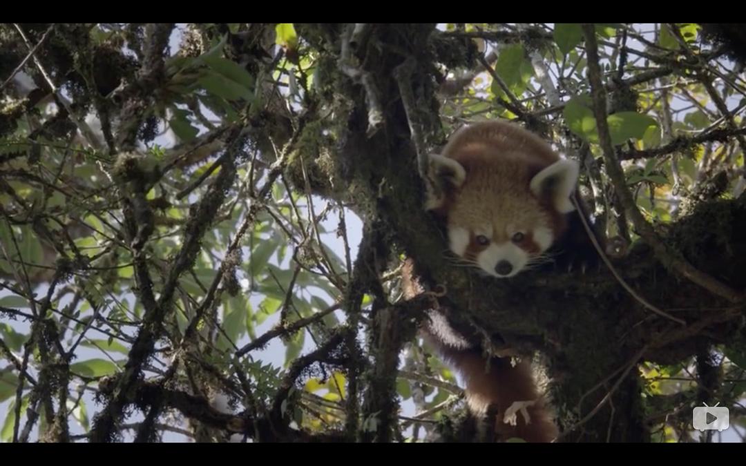 Red Panda:Worlds Cutest Animal 剧照9