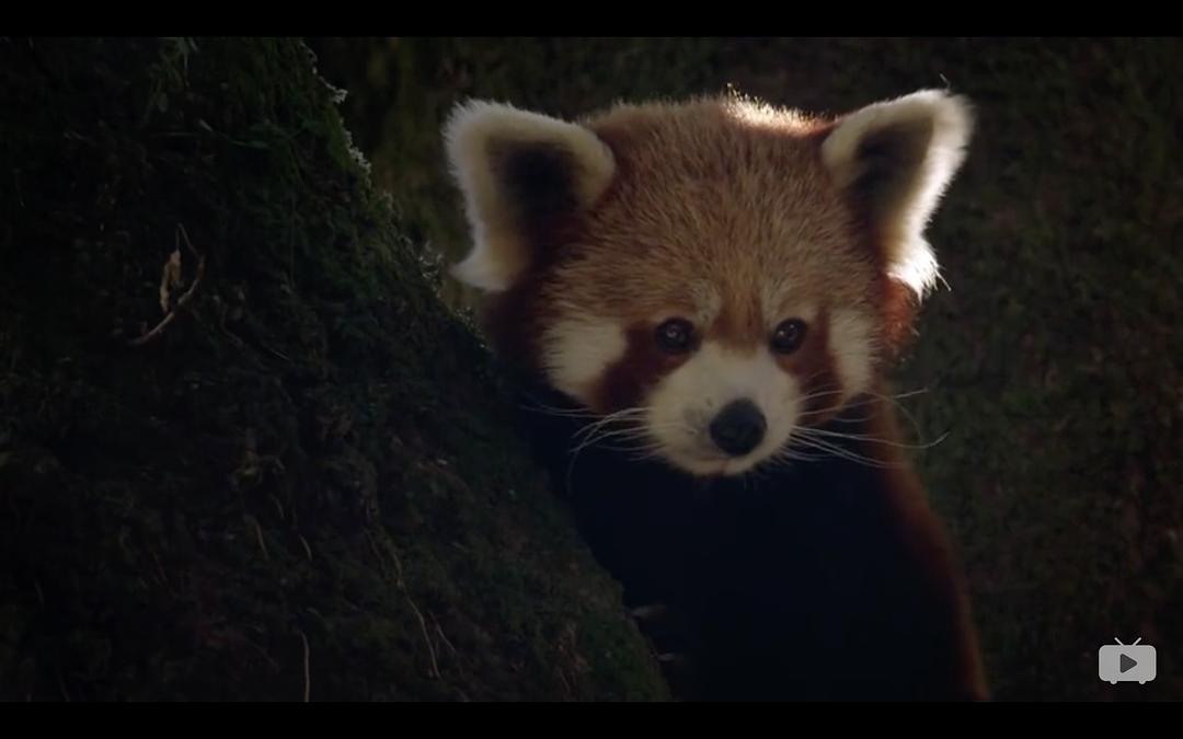 Red Panda:Worlds Cutest Animal 剧照10