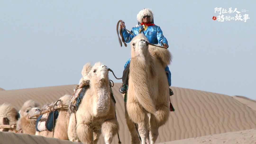阿拉善人与骆驼的故事 剧照4