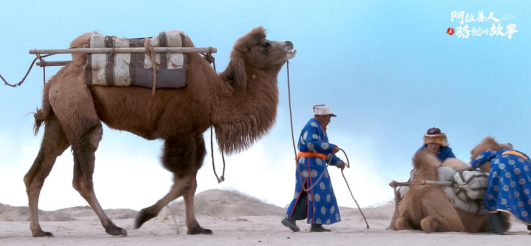 阿拉善人与骆驼的故事 剧照6