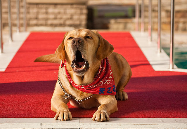 爱犬正雄向前冲 剧照6