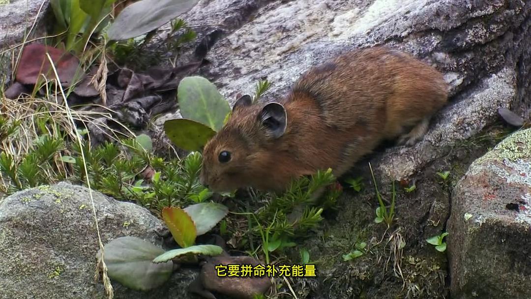 狂野俄罗斯 剧照6