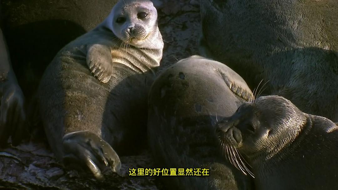 狂野俄罗斯 剧照9