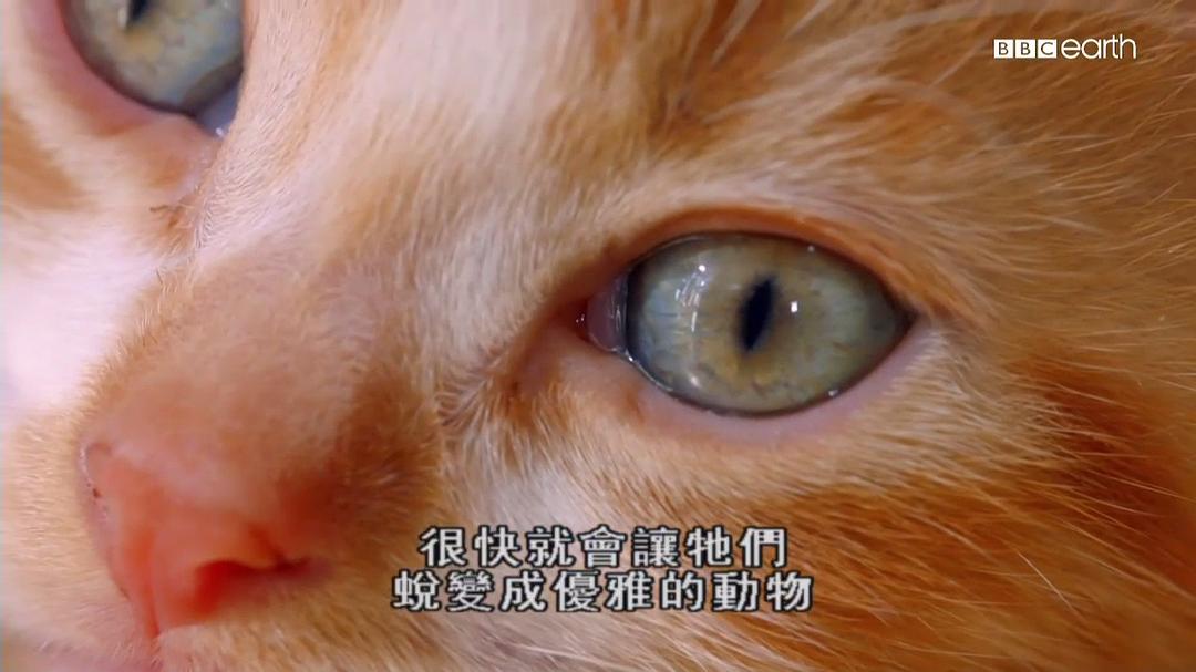 猫科动物的故事 剧照7
