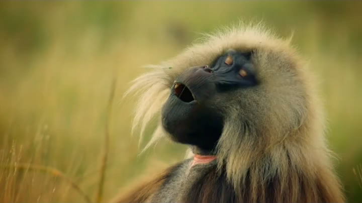 猴子:奇妙的动物家族 剧照4