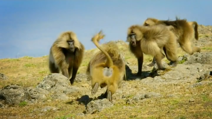 猴子:奇妙的动物家族 剧照5