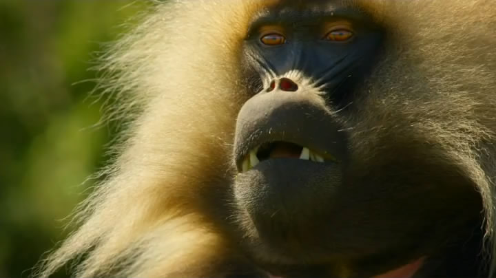猴子:奇妙的动物家族 剧照6