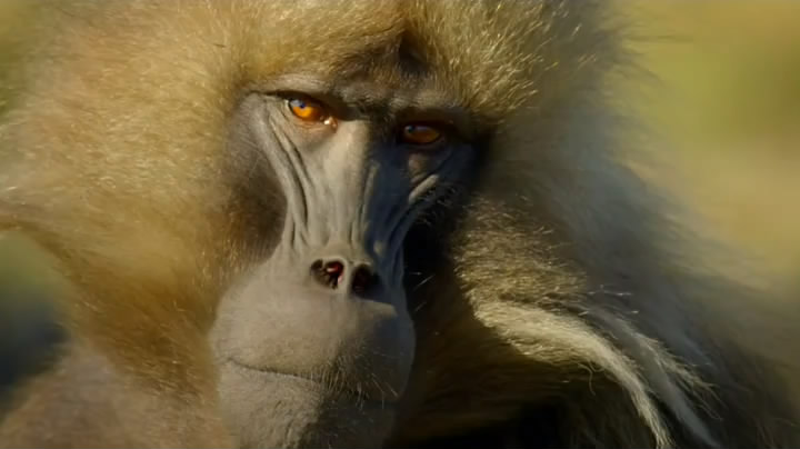 猴子:奇妙的动物家族 剧照7