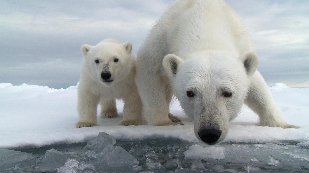 北极熊:冰上侦探 剧照1