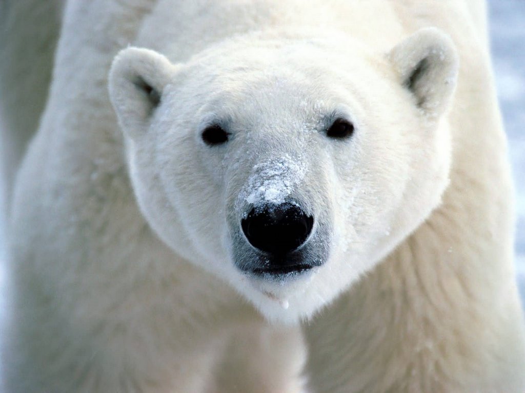 北极熊:冰上侦探 剧照2
