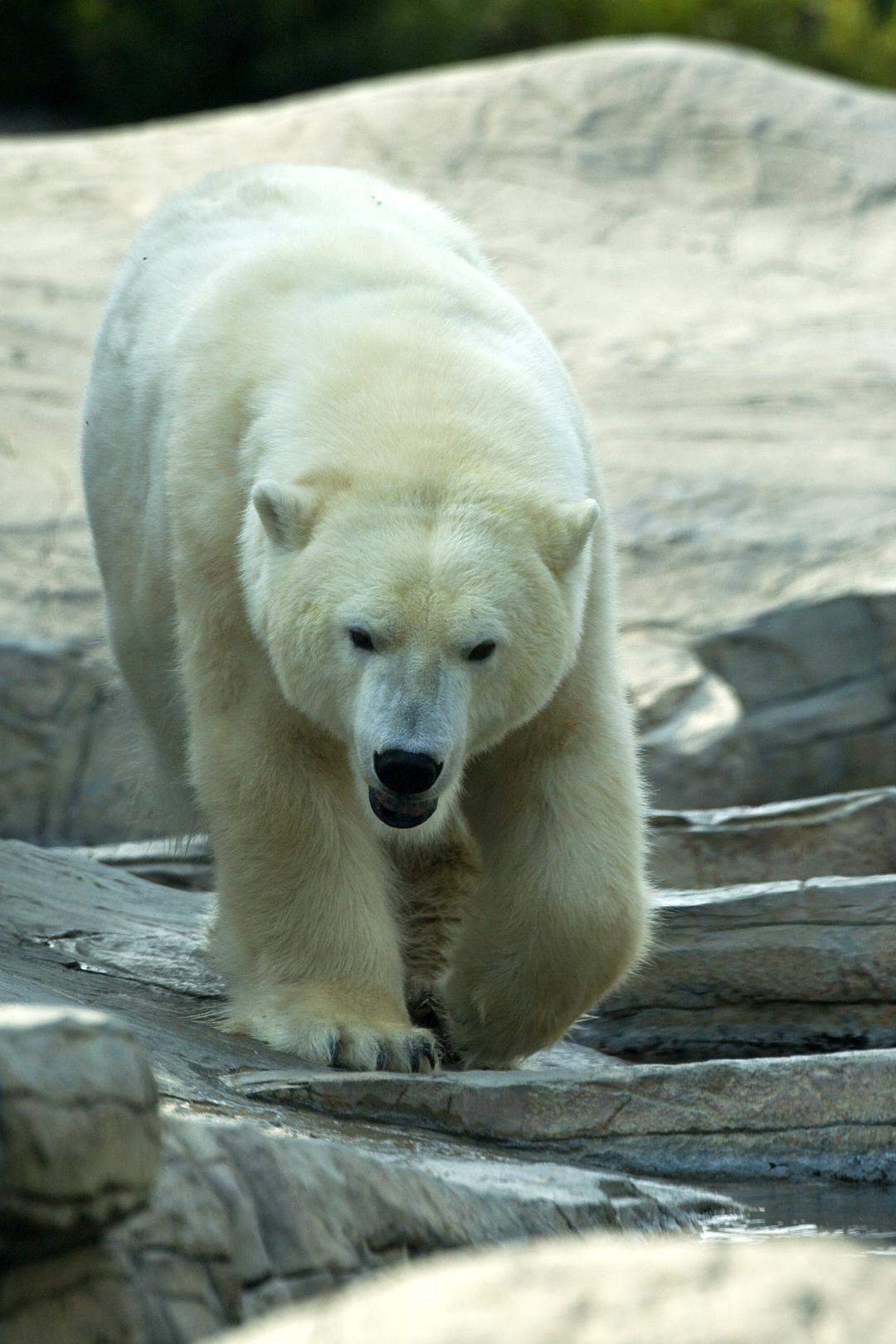 北极熊:冰上侦探 剧照3