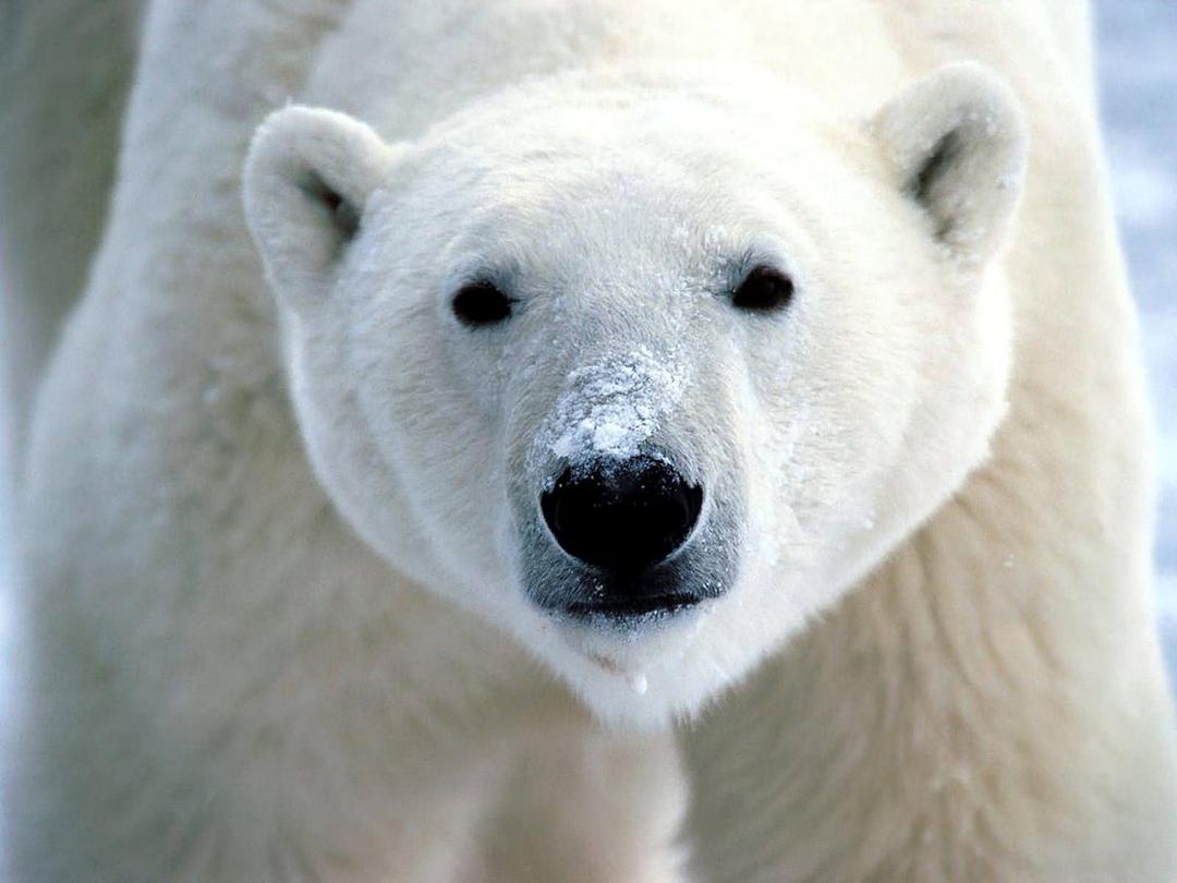 北极熊:冰上侦探 剧照4