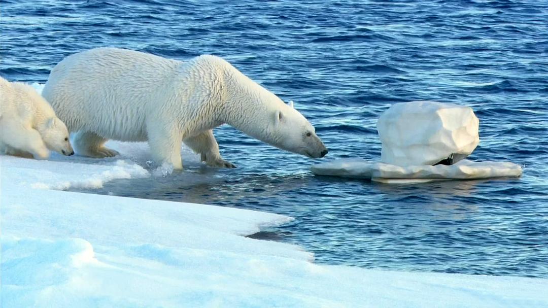 北极熊:冰上侦探 剧照5