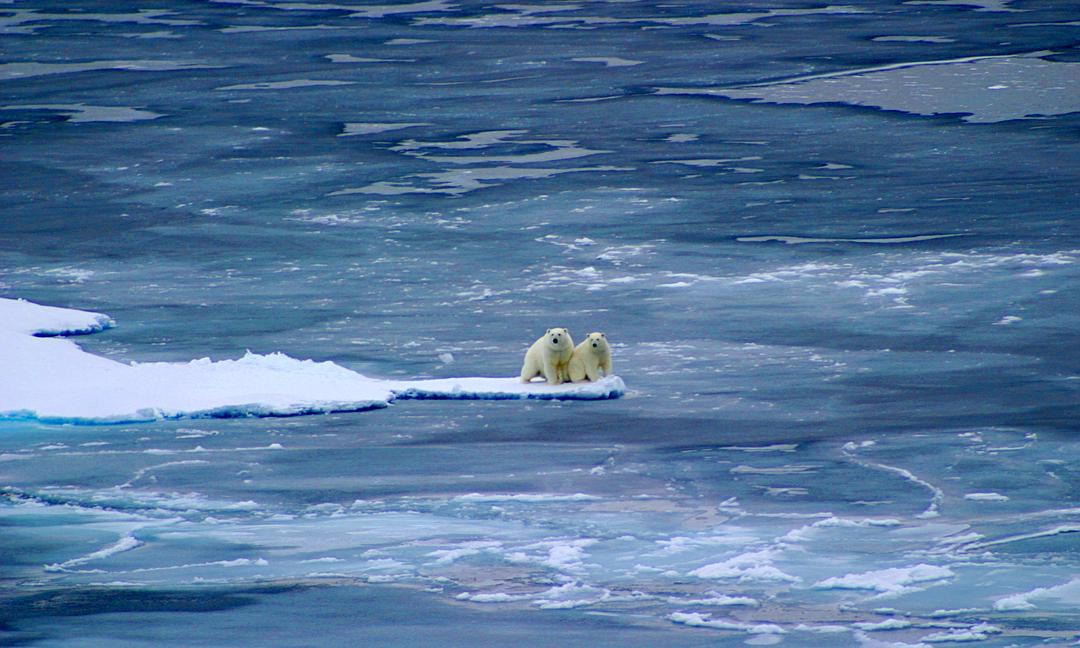 北极熊:冰上侦探 剧照6
