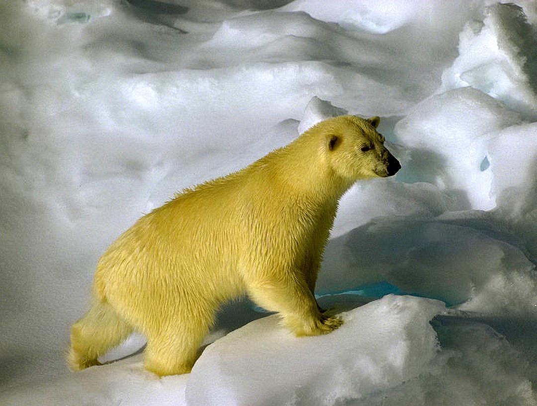 北极熊:冰上侦探 剧照7