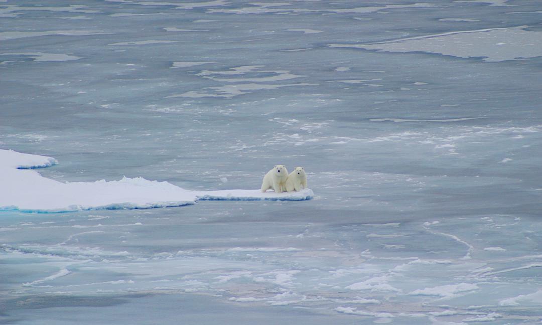 北极熊:冰上侦探 剧照8
